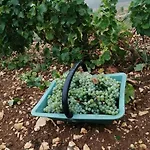 Truffière De La Garrigue, Cubjac, Dordogne Hébergement de vacances Cubjac