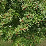 Truffière De La Garrigue, Cubjac, Dordogne