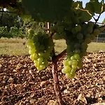 Truffière De La Garrigue, Cubjac, Dordogne *