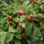 Hébergement de vacances Truffière De La Garrigue, Cubjac, Dordogne *
