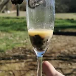 Truffière De La Garrigue, Cubjac, Dordogne
