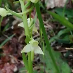 Truffière De La Garrigue, Cubjac, Dordogne