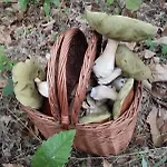 Truffière De La Garrigue, Cubjac, Dordogne