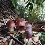 Hébergement de vacances Truffière De La Garrigue, Cubjac, Dordogne Cubjac