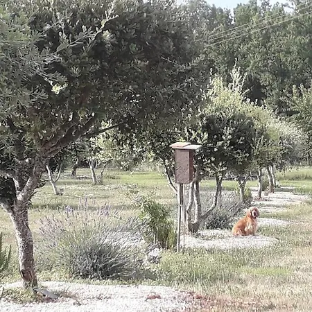 Truffiere De La Garrigue, Cubjac, Dordogne Cubjac