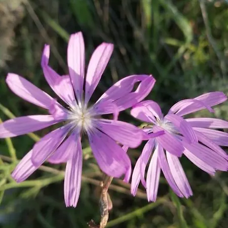 Truffiere De La Garrigue, Cubjac, Dordogne