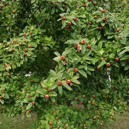 Truffiere De La Garrigue, Cubjac, Dordogne