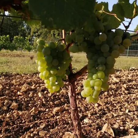 Truffiere De La Garrigue, Cubjac, Dordogne *