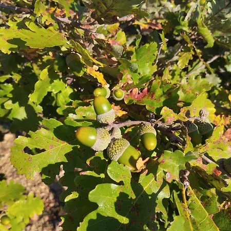 Feriehus Truffiere De La Garrigue, Cubjac, Dordogne Cubjac