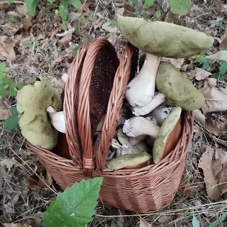 Truffiere De La Garrigue, Cubjac, Dordogne