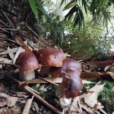 Prázdninový dům Truffiere De La Garrigue, Cubjac, Dordogne Cubjac