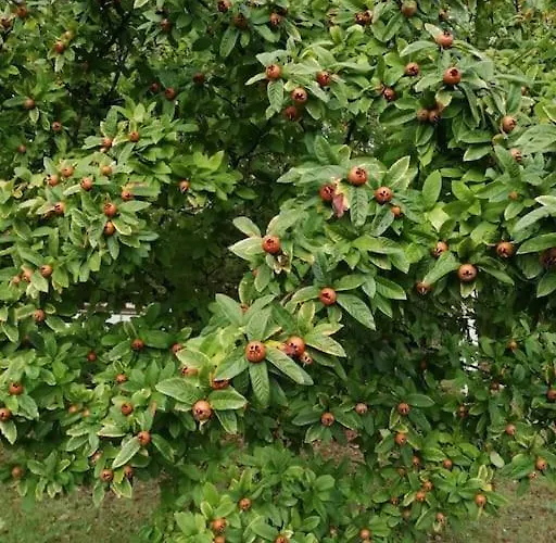 Truffiere De La Garrigue, Cubjac, Dordogne